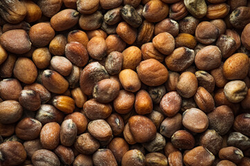 Radish seeds macro top view