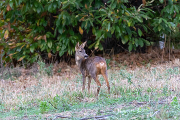 A young Roe deer grazing.