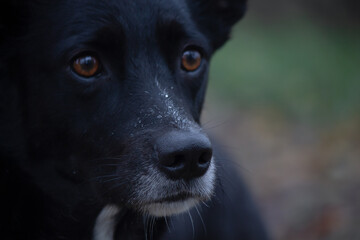 Hunde Portrait