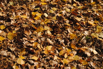 Fallen leaves on the ground