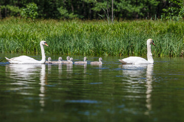 Swan family, adult swans and four offspring