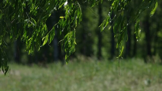 Close-up on willow tree leaves, also known as sallow and osier of the genus Salix. Filmed in summer daytime with changing wind on a blurry background.
