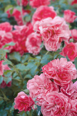 the climbing rose shrub Rosarium Uetersen blooms of a single plant.
