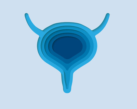 Bladder 3d symbol in paper cut style. Reproductive system, human transplantation design. Organ anatomy cut out of paper banner.