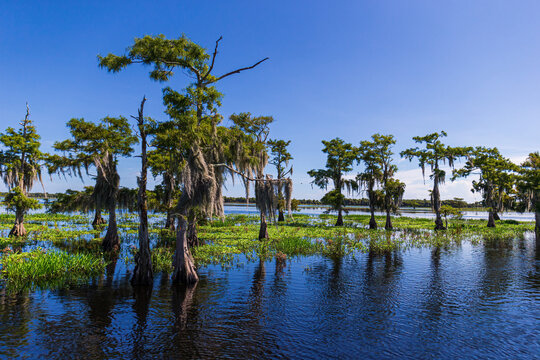 Swamp and Grass of Everglades National Park. Florida. USA.
