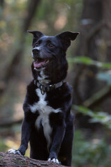 Hund im Wald