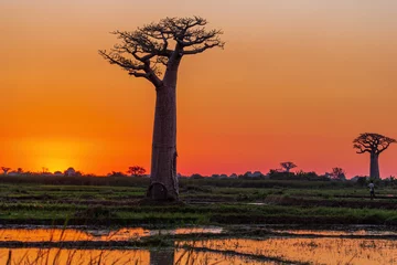 Fotobehang Baobabs at sunset in Madagascar, Africa © Picturellarious