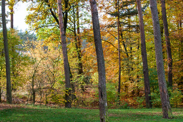 Obraz premium Panorama of the forest in the autumn colors of the leaves