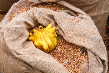 Canvas bag with wheat seeds and pumpkin after the autumn harvest, close-up