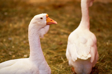 Domestic white geese in a barn on a farm, close-up