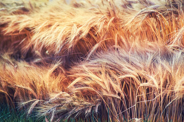 Ripe ears of wheat on dry stalks before harvesting, close-up