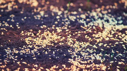 Planting seeds of wheat grains in the ground. Soil with wheat seeds close-up