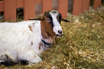 Brown white domestic goat in a barn with hay and straw, head close-up. Face portrait of domestic goats