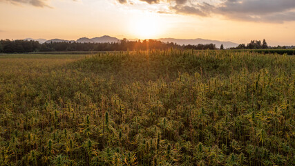CBD farm field at sunset. Hemp plants use for CBD and health.