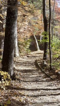 A nature walking path surrounded by a forest with autumn colors. Vertical video with nobody in it. 