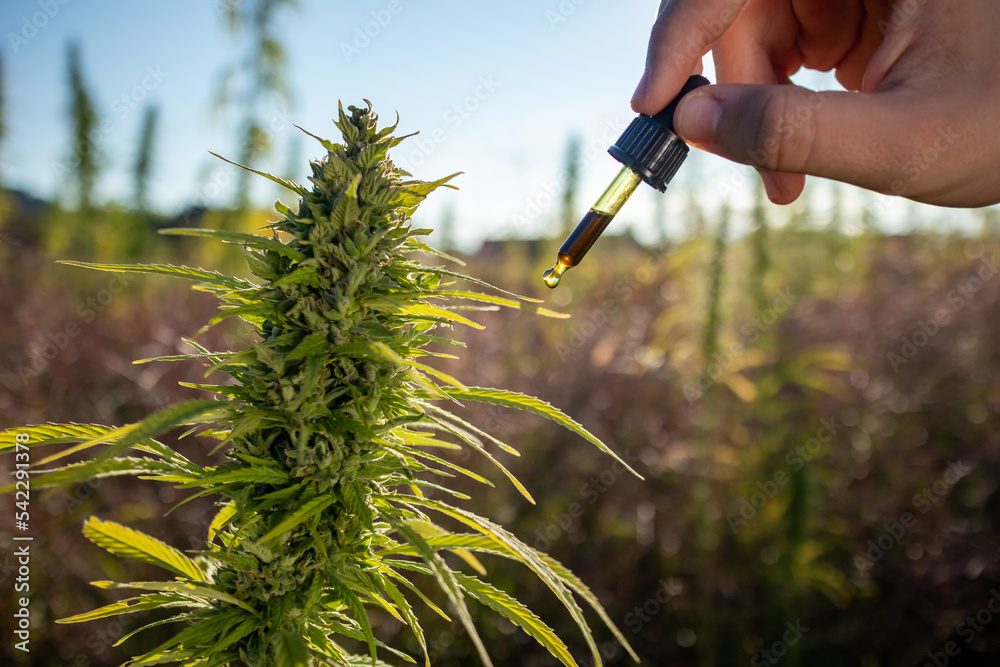 Wall mural Sunset at Cannabis Field. Hemp Plants for Cbd production.