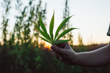 Sunset at Cannabis Field. Hemp Plants for Cbd production.