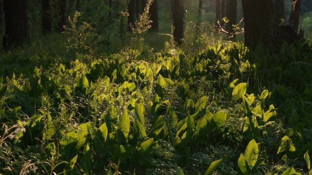 Angular Solomon's seal in the forest, also known as scented Solomon's seal (Polygonatum odoratum). Filmed in summer forest during sunset. Made with speed up.