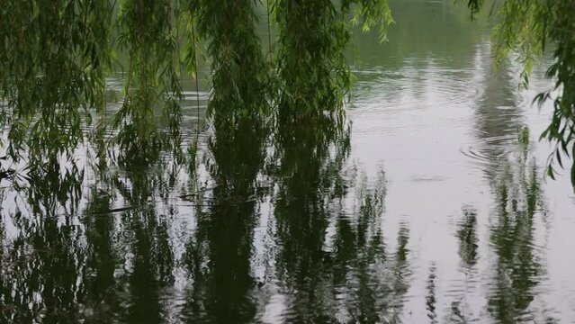 Willow tree branches in lake water, also known as sallow and osier of the genus Salix. Filmed during the rain in summer sunset.