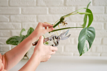 Woman florist cuts monstera albo plant with garden scissors. Female hands and care for home plants for planting in a flower pot © Андрей Журавлев