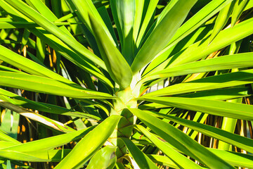 Trunk and leaves of a young palm tree as a background.
Top of a palm tree in daylight sunlight