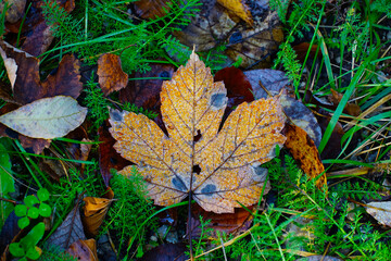 Wet yellow autumn maple leaf on dewy autumn grass