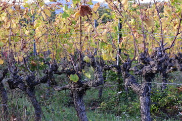 Vineyard in Isère with autumn leaves.