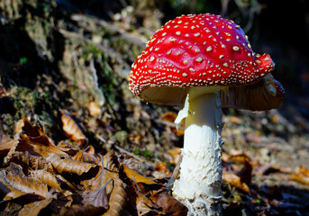A red-capped poisonous mad mushroom in a sunlit forest