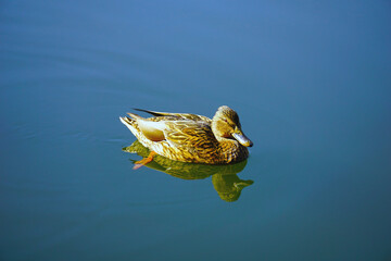 A colorful domestic duck floating on the surface of a turquoise lake