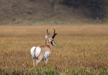 Pronghorn Antelope Buck in Wyoming in Autumn