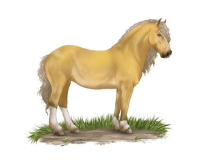 Horse Coat PNG 