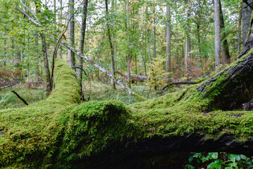 the trunk of a fallen old tree, overgrown with green moss in wild forest national park, selected focus 