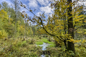 Obraz na płótnie Canvas Swamp and trees in the forest Białowieża National Park