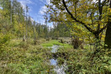 Swamp and trees in the forest Białowieża National Park