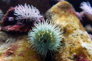 Naklejka na ściany i meble Sea anemones on the stone 