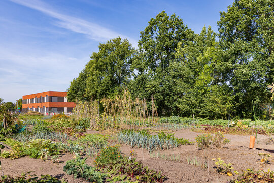 Allotment garden in Marum with IKC school in the background in municipality Westerkwartier in Groningen province the Netherlands