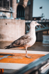 Bird in London with the river in the background