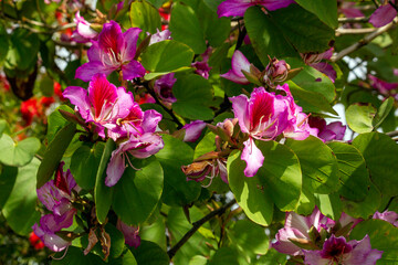 Orchid Tree (Bauhinia Variegata Purpurea)