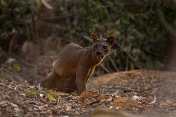 Wild fossa in Madagascar. The apex predator in Madagascar. Rare animal in the forest.	