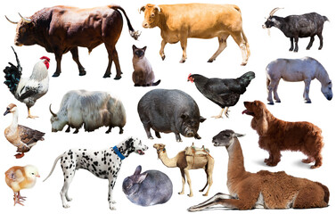 Collection of farm animals isolated on white background