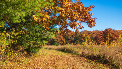 Naklejka premium Path under an oak tree