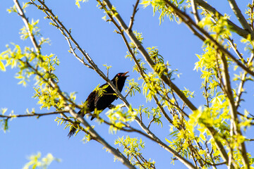 white-winged chough (Corcorax melanorhamphos)
