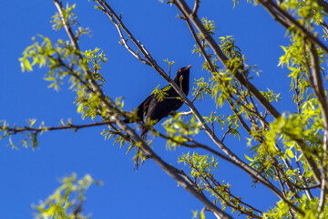 Obraz premium white-winged chough (Corcorax melanorhamphos)