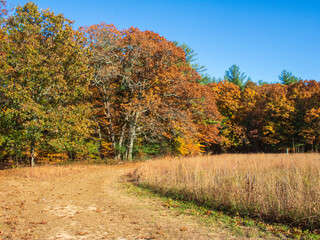 Fototapeta premium Curving path between a meadow and a forest
