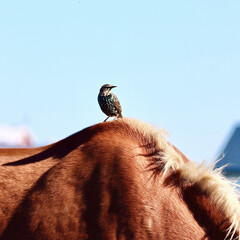 Bird on horseback 
