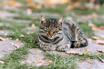A beautiful, gray, striped cat lies in autumn in a park on green grass. Photo of an animal.