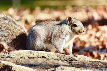 squirrel in the park