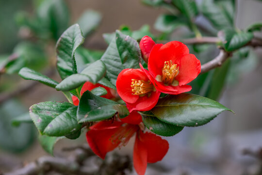 Chaenomeles japonica flowers  with fruits in autumn