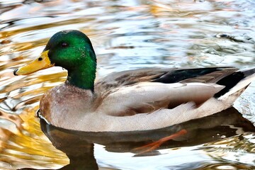 duck on the lake