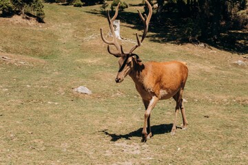 Deer behind bars in the Aviary farm in Yaremche, Ivano-Frankivsk region, Ukraine